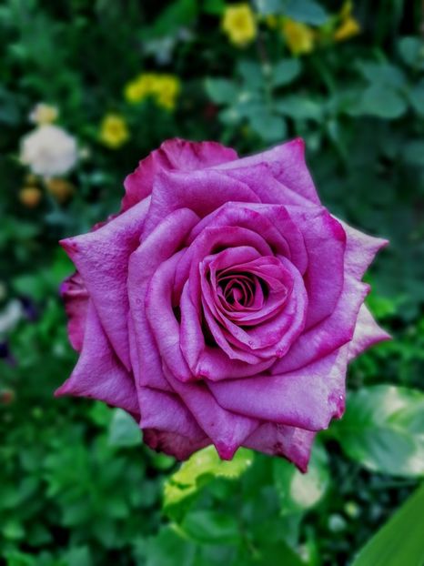  - Trandafiri 2019 II