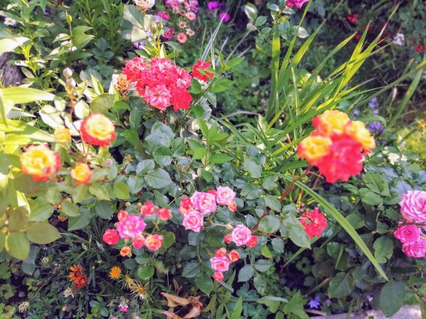  - Trandafiri 2019 II