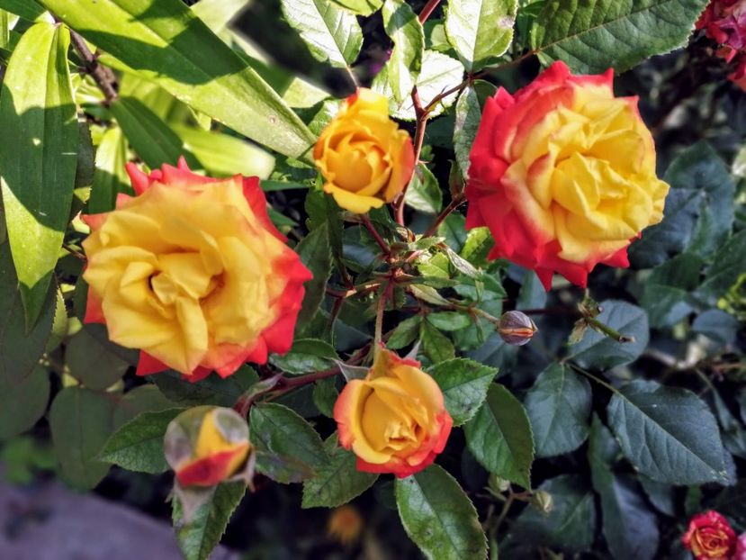  - Trandafiri 2019 II