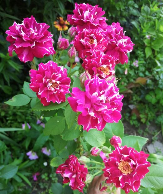  - Trandafiri 2019 II