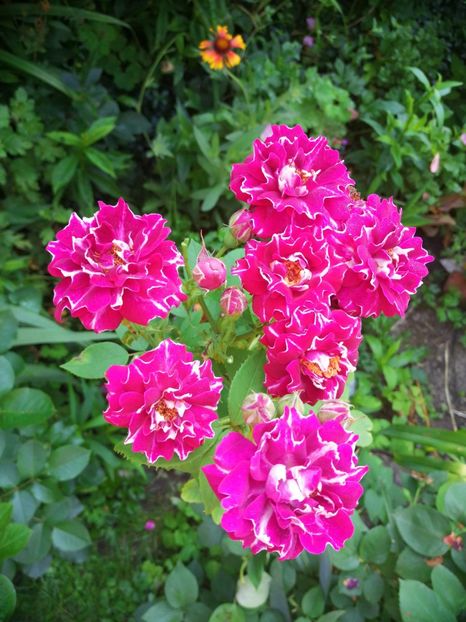  - Trandafiri 2019 II