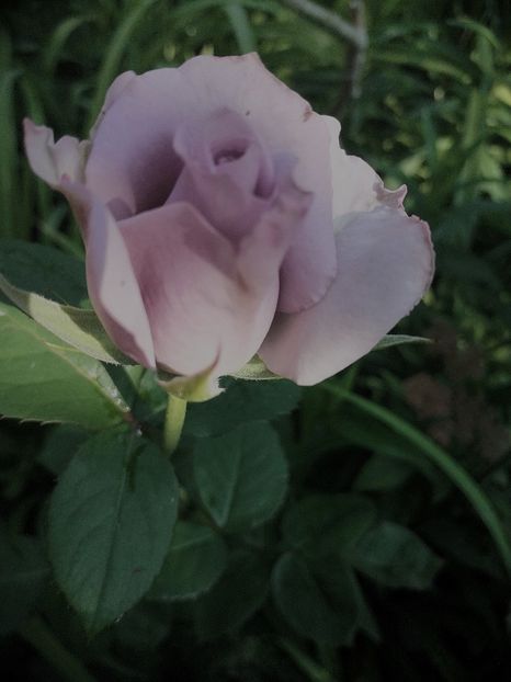  - Trandafiri 2019 II