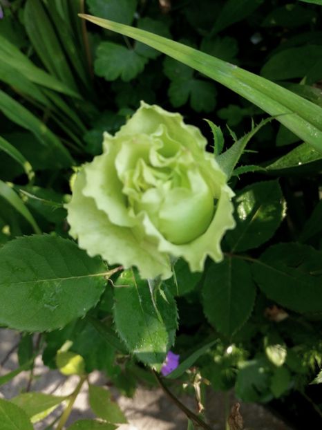  - Trandafiri 2019 II