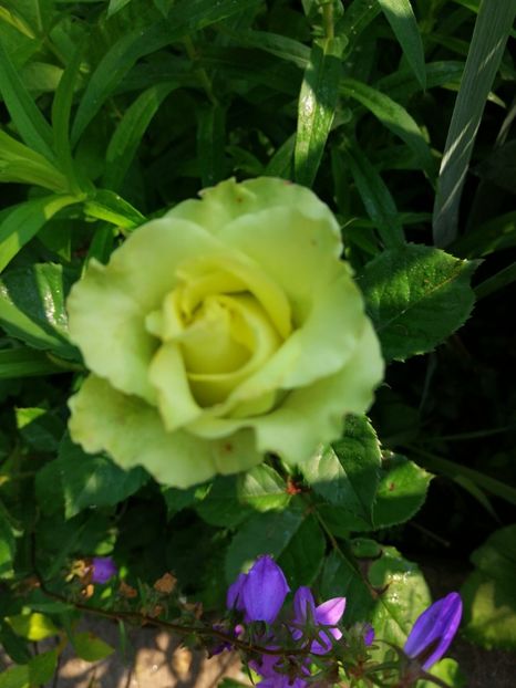  - Trandafiri 2019 II