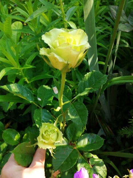  - Trandafiri 2019 II