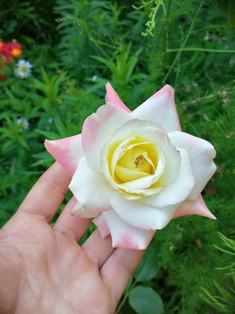  - Trandafiri 2019 II