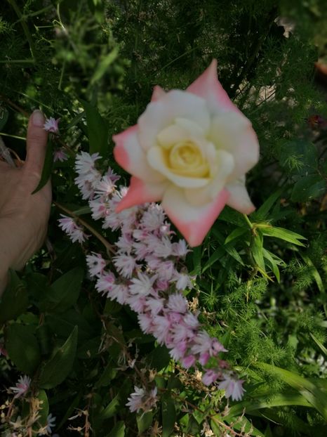  - Trandafiri 2019 II