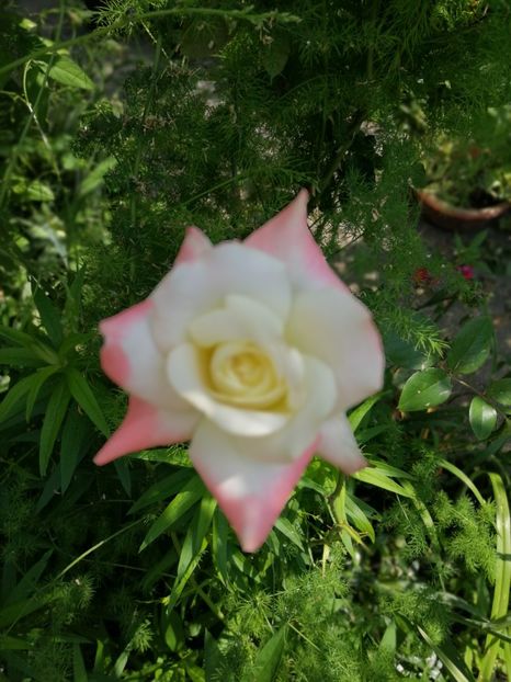  - Trandafiri 2019 II