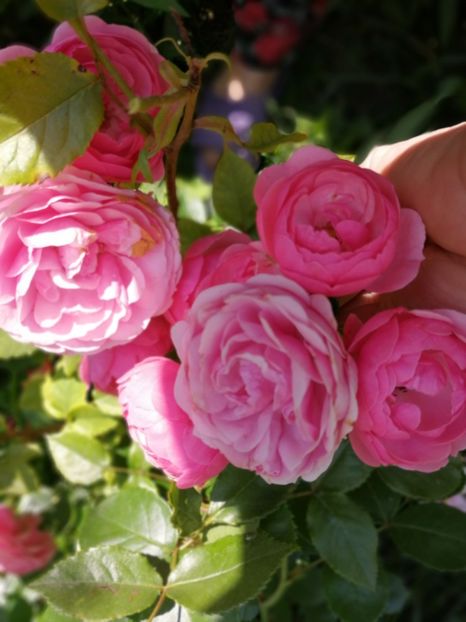  - Trandafiri 2019 II