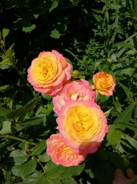  - Trandafiri 2019 II