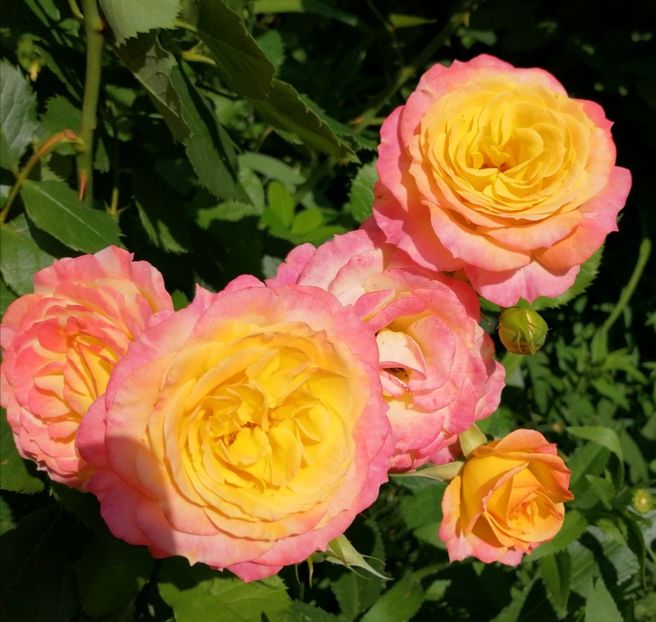  - Trandafiri 2019 II