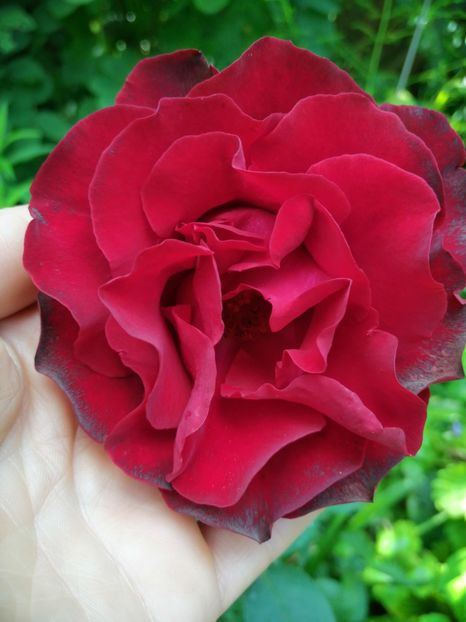  - Trandafiri 2019 II