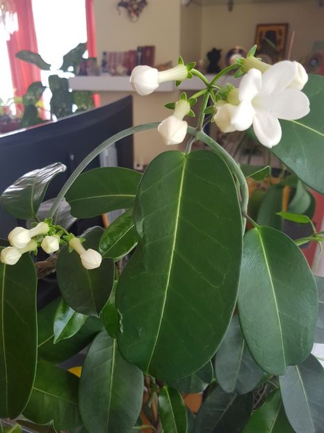  - Alte plante de interior