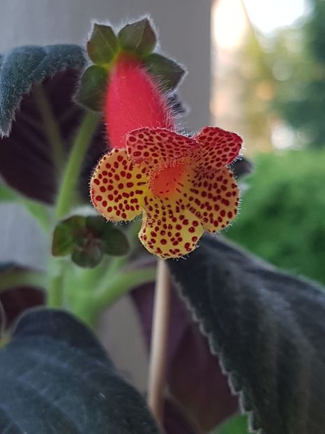 Silver Feather - Kohleria