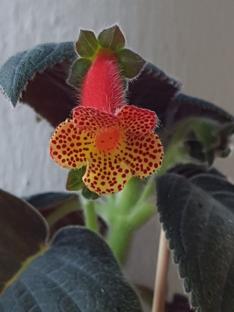 Silver Feather - Kohleria