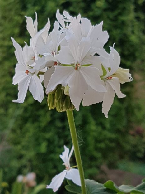 Arctic Star - Muscate de colectie 2019