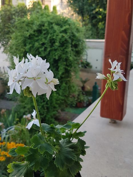 Arctic Star - Muscate de colectie 2019