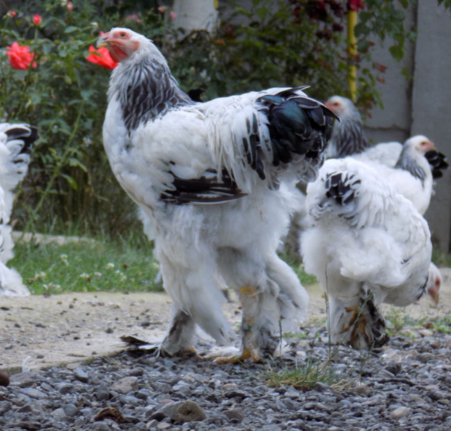  - VIITOR SPERANTE PTR 2020