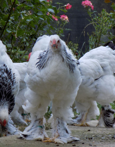  - VIITOR SPERANTE PTR 2020