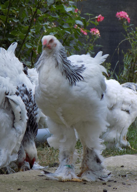  - VIITOR SPERANTE PTR 2020