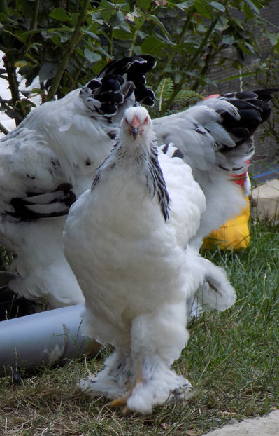  - VIITOR SPERANTE PTR 2020