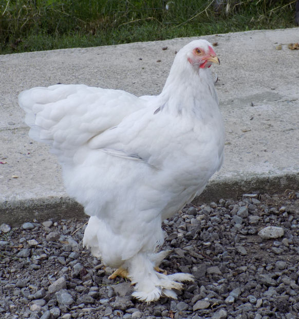  - VIITOR SPERANTE PTR 2020