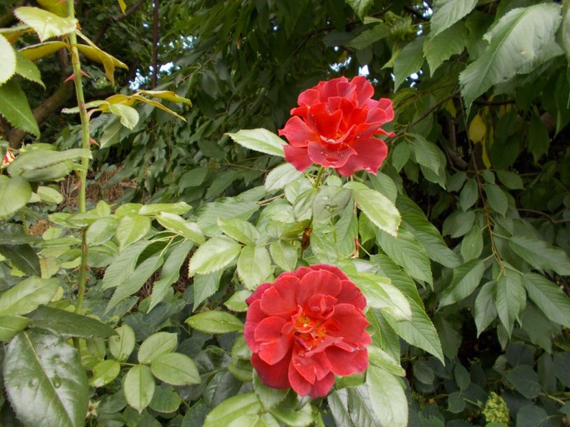  - Flori si trandafiri 2019 - 2