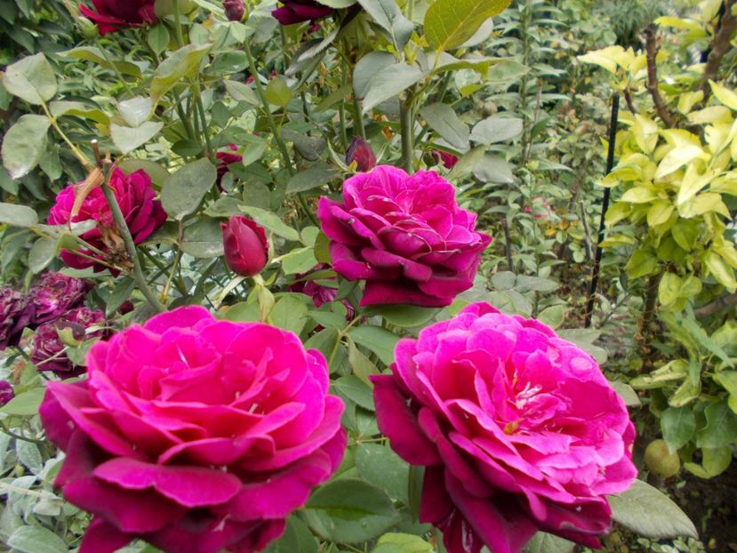  - Flori si trandafiri 2019 - 2