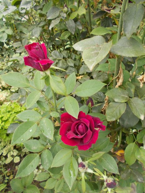  - Flori si trandafiri 2019 - 2