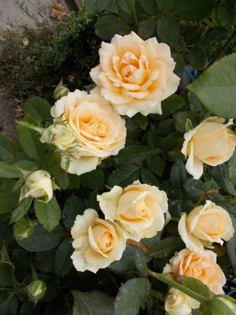  - Flori si trandafiri 2019 - 2