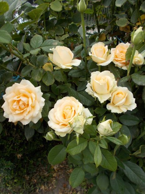  - Flori si trandafiri 2019 - 2