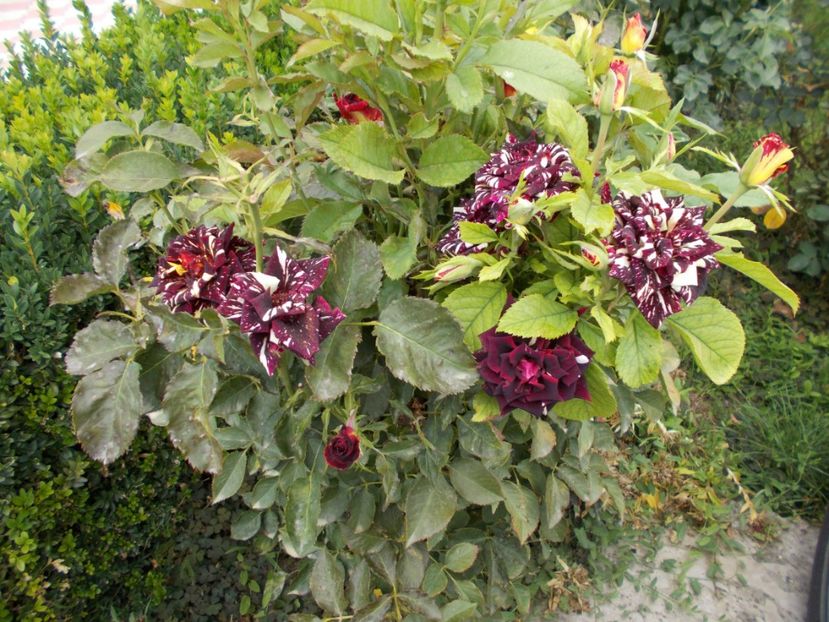  - Flori si trandafiri 2019 - 2