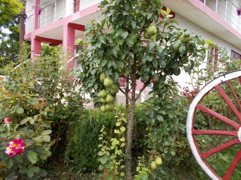  - Flori si trandafiri 2019 - 2