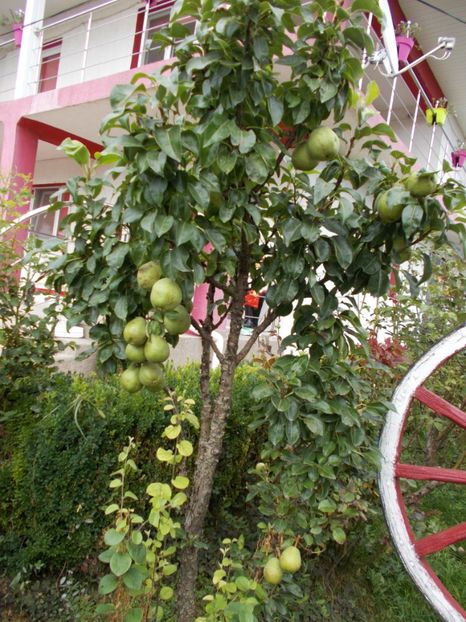  - Flori si trandafiri 2019 - 2