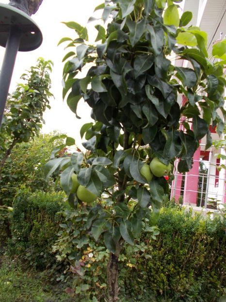  - Flori si trandafiri 2019 - 2