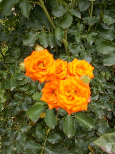  - Flori si trandafiri 2019 - 2