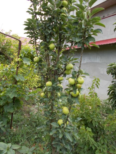  - Flori si trandafiri 2019 - 2