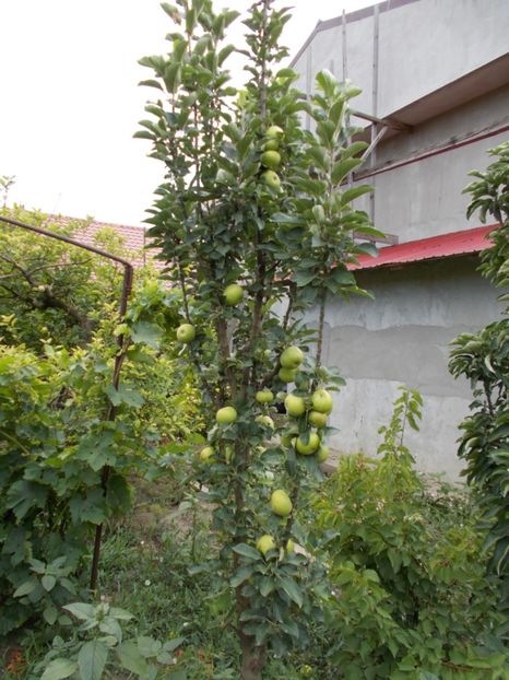  - Flori si trandafiri 2019 - 2