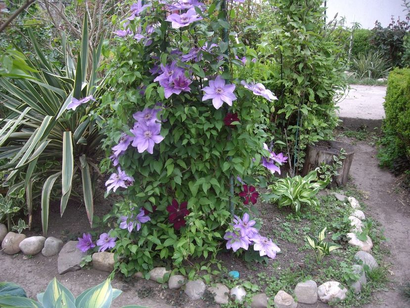 IMGP1738 - Flori si trandafiri 2019 - 2