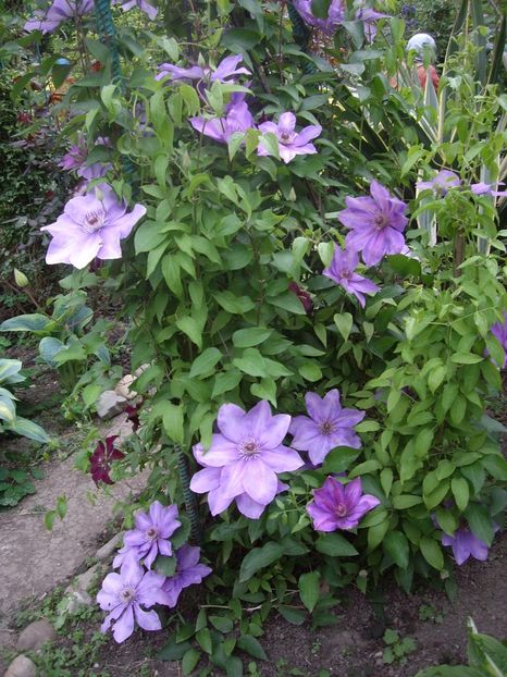 IMGP1741 - Flori si trandafiri 2019 - 2