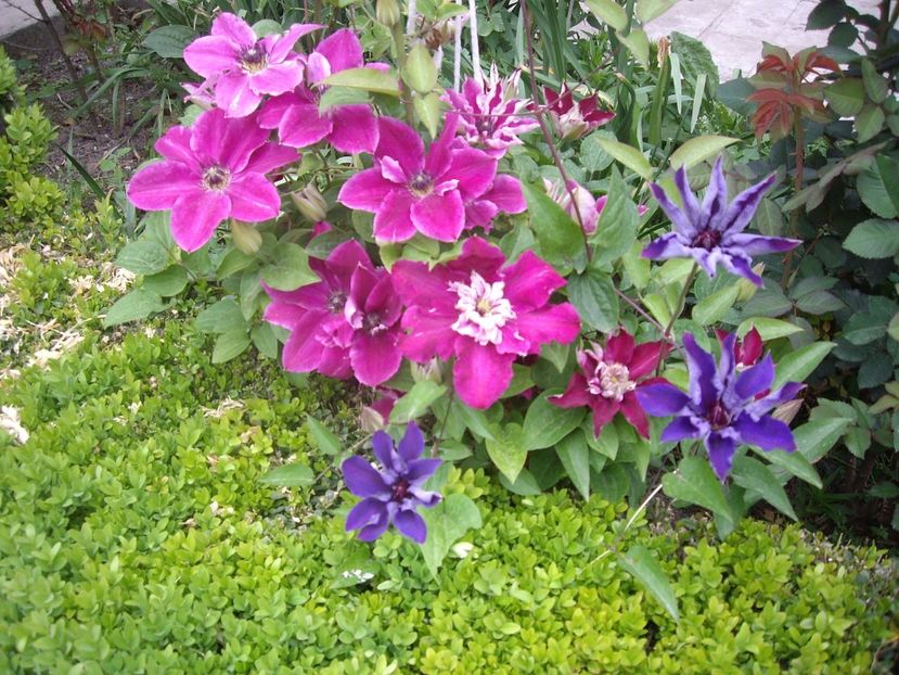 IMGP1742 - Flori si trandafiri 2019 - 2