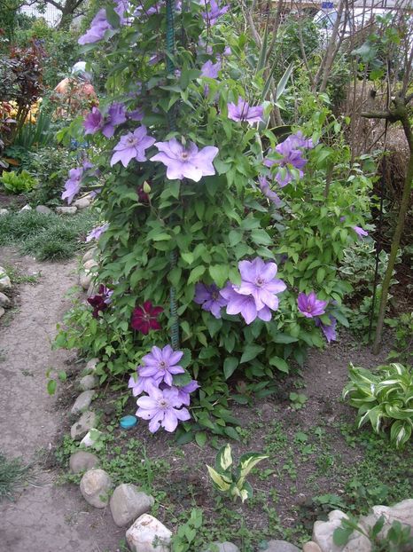 IMGP1743 - Flori si trandafiri 2019 - 2