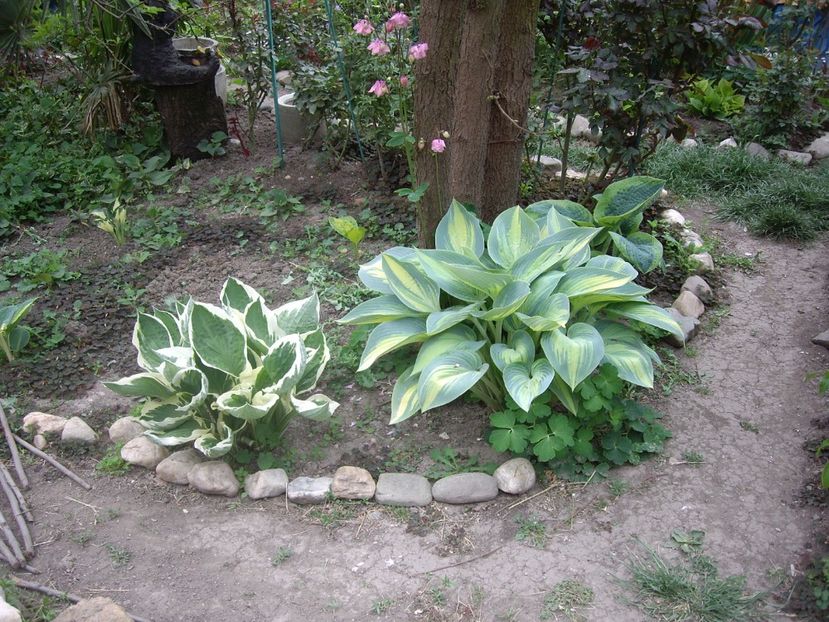 IMGP1744 - Flori si trandafiri 2019 - 2