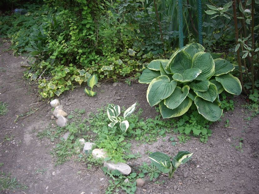 IMGP1745 - Flori si trandafiri 2019 - 2