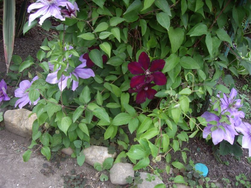 IMGP1746 - Flori si trandafiri 2019 - 2