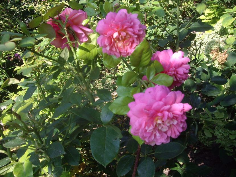 IMGP1760 - Flori si trandafiri 2019 - 2
