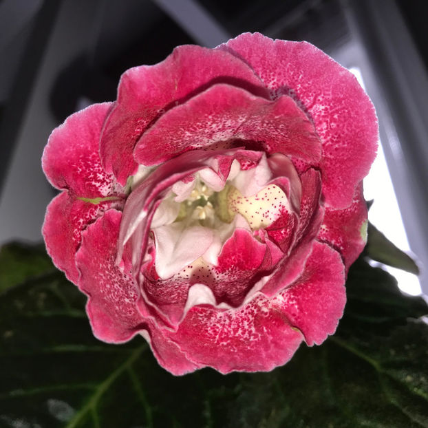  - Plante de interior 2019