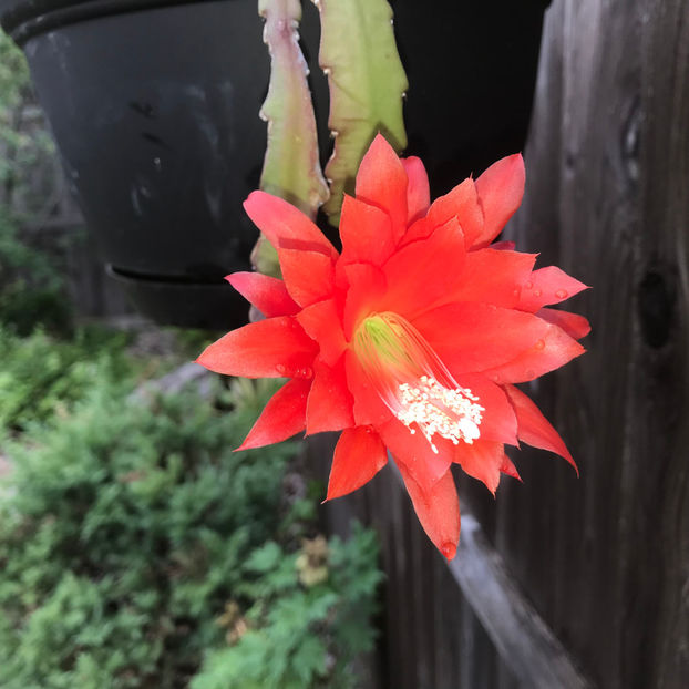  - Jurnalul gradinii 2019