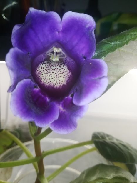 19-31 - gloxinii si minisiningii 2019