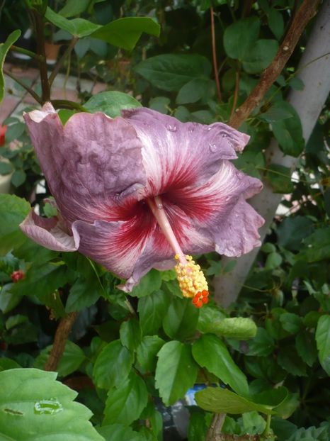 23.07.2019 - HIBISCUSI 2019-2